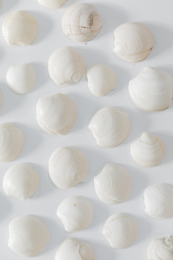 She Collects Seashells by the Seashore