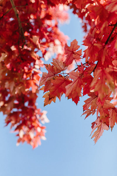 Painting Fall in Door County Workshop