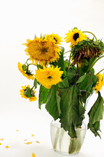 Painting Sunflowers Workshop