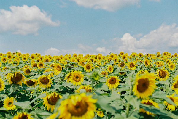 Painting Sunflowers Workshop
