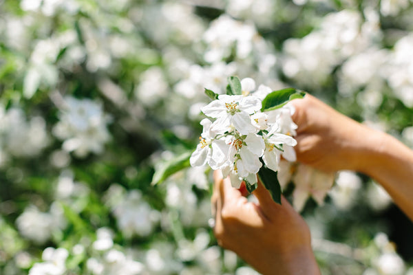 Painting in the Cherry Blossoms Workshop (Door County)
