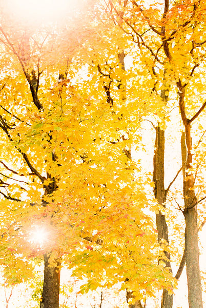 Painting Fall in Door County Workshop