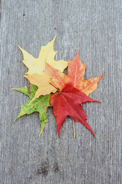 Painting Fall in Door County Workshop