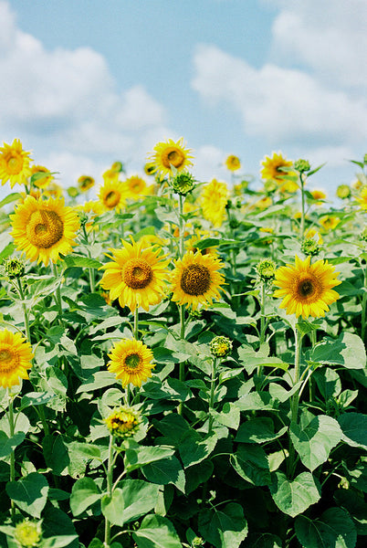 Painting Sunflowers Workshop