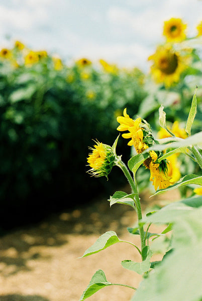 Painting Sunflowers Workshop