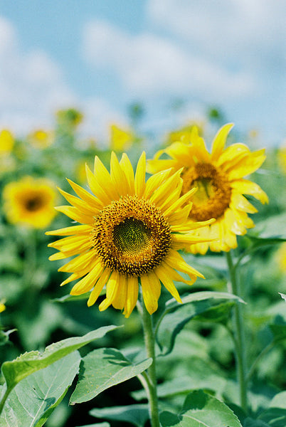 Painting Sunflowers Workshop