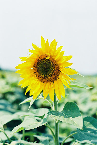 Painting Sunflowers Workshop