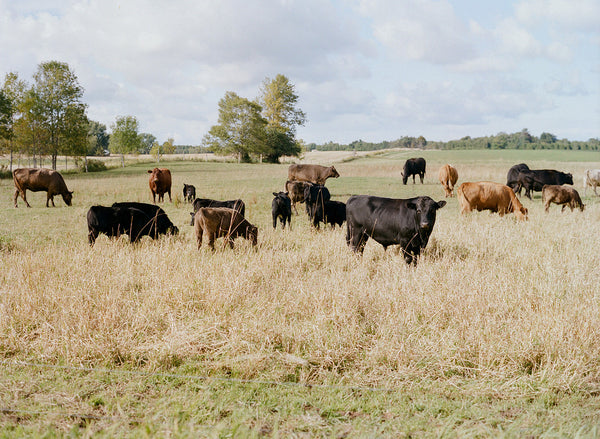 Travel + Paint Washington Island/Rock Island Workshop
