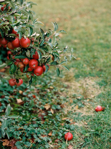Painting Fall in Door County Workshop