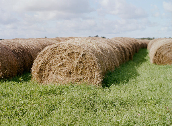 Travel + Paint Washington Island/Rock Island Workshop