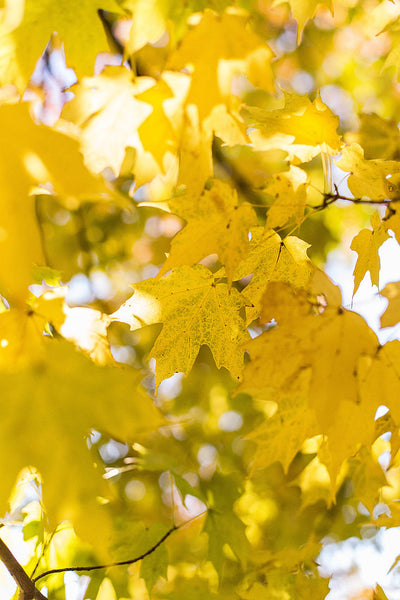 Painting Fall in Door County Workshop